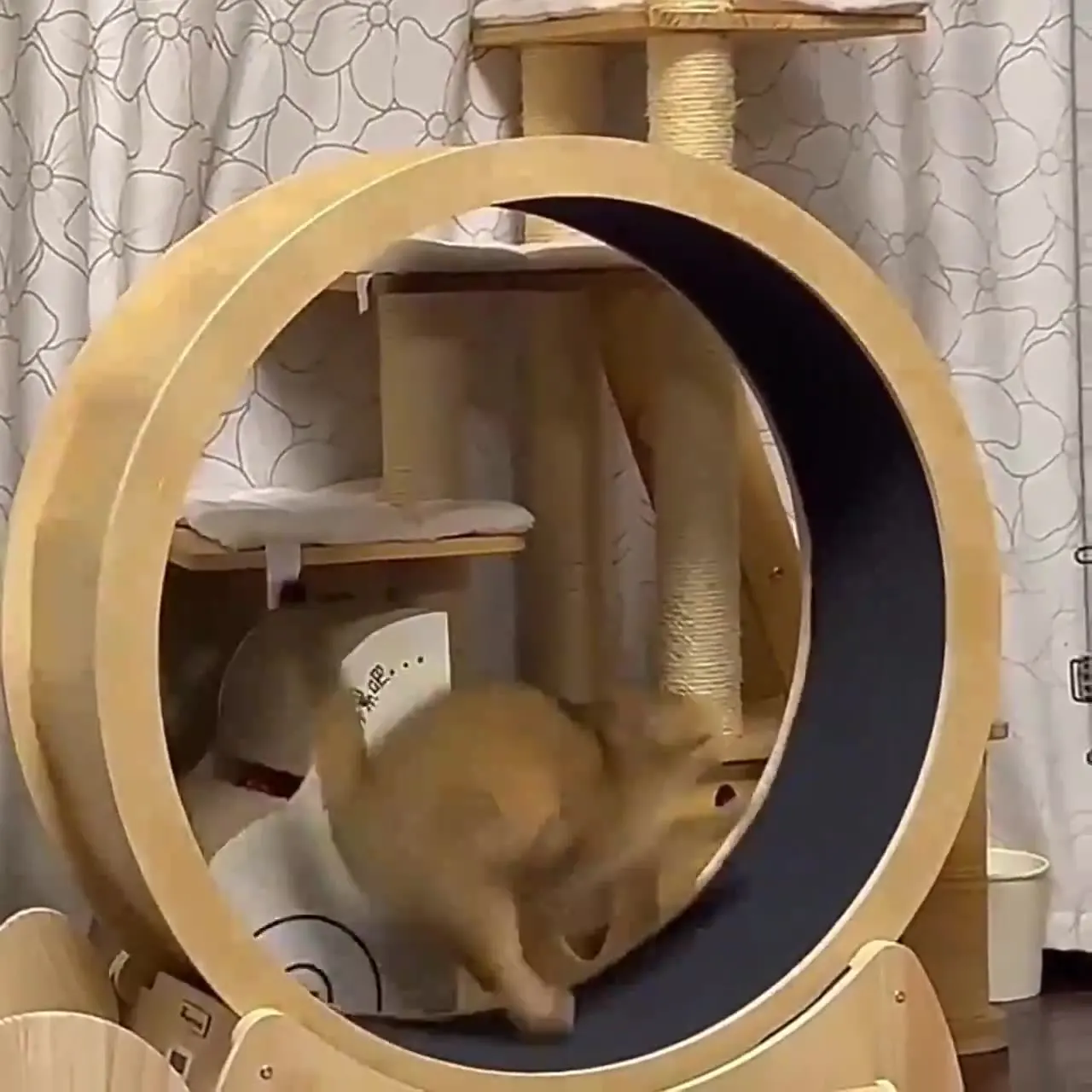 Cat fitness wheel indoor toy c - огляд і ціна Interactive Cat Toy